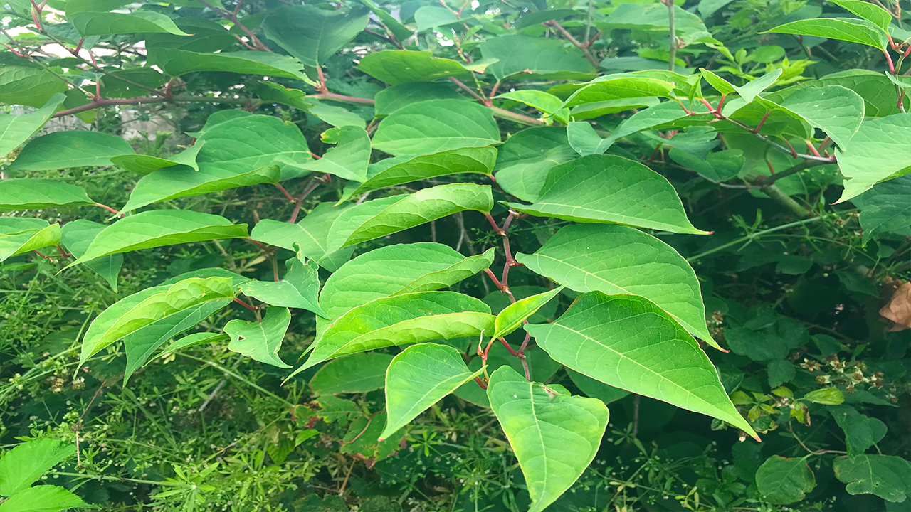 Japanese knotweed